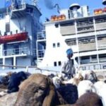 استئناف صادرات الماشية السودانية بعد تعليق الضرائب لأسبوعين.