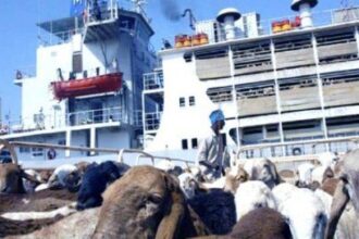 استئناف صادرات الماشية السودانية بعد تعليق الضرائب لأسبوعين.