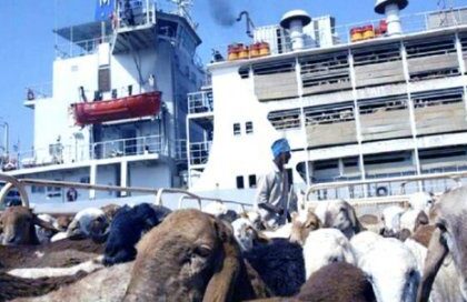 استئناف صادرات الماشية السودانية بعد تعليق الضرائب لأسبوعين.